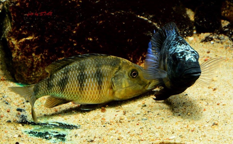 Fossorochromis rostratus